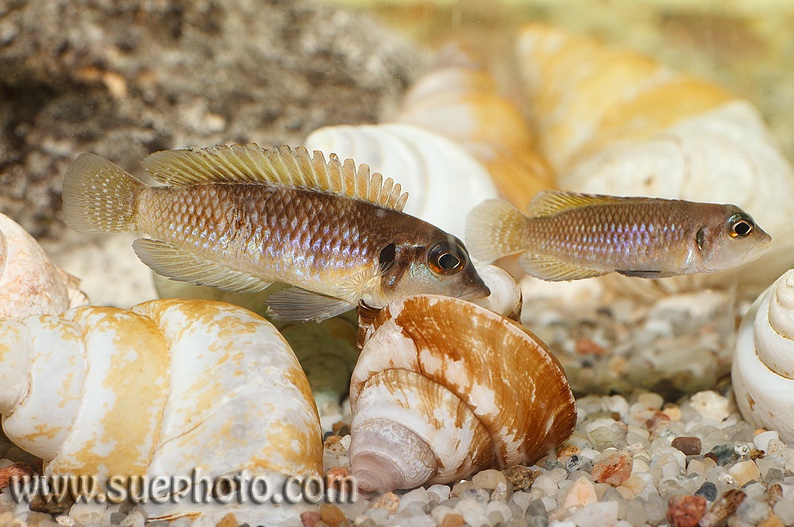 Lamprologus ocellatus 'Isanga Bay'